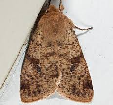 Attēlu rezultāti vaicājumam “Orthosia miniosa imago”