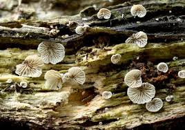 Attēlu rezultāti vaicājumam “Crepidotus versutus”