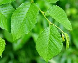 Attēlu rezultāti vaicājumam “Ulmus minor”