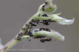 Attēlu rezultāti vaicājumam “Chaitophorus populeti”