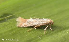 Attēlu rezultāti vaicājumam “Elachista maculicerusella”