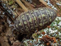 Attēlu rezultāti vaicājumam “Armadillidium pulchellum”