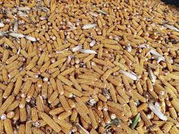 Image result for 春粒