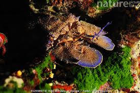 Image result for Scyllarides latus