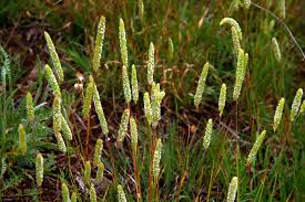 Attēlu rezultāti vaicājumam “Phleum phleoides”