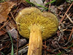 Attēlu rezultāti vaicājumam “Xerocomus subtomentosus”