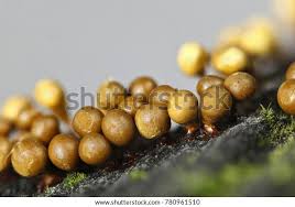 Attēlu rezultāti vaicājumam “Hemitrichia clavata”