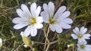 Attēlu rezultāti vaicājumam “Cerastium arvense leaf”