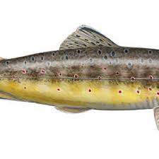 Image result for Salmo trutta