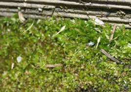 Attēlu rezultāti vaicājumam “Funaria hygrometrica”