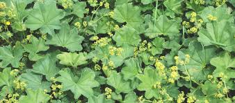 Image result for Frauenmantel