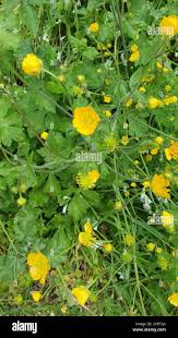 Attēlu rezultāti vaicājumam “Ranunculus lanuginosus bud”