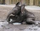 ZooBorns: Hogle Zoo