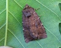 Attēlu rezultāti vaicājumam “Rusina ferruginea”