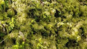 Attēlu rezultāti vaicājumam “Hylocomium splendens sporophyte”