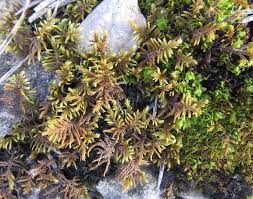 Attēlu rezultāti vaicājumam “Gyroweisia tenuis”