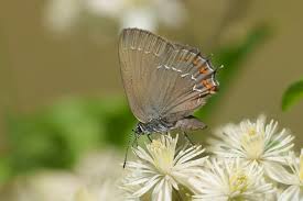 Attēlu rezultāti vaicājumam “Satyrium ilicis”