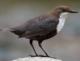 Attēlu rezultāti vaicājumam “Cinclus cinclus”