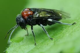 Attēlu rezultāti vaicājumam “Eriocampa ovata”