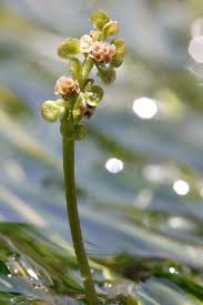 Attēlu rezultāti vaicājumam “Potamogeton trichoides”