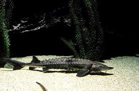 Image result for Acipenser fulvescens