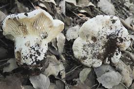 Attēlu rezultāti vaicājumam “Lactarius bertillonii”