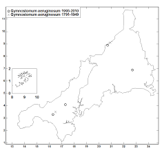 Attēlu rezultāti vaicājumam “Gymnostomum aeruginosum”