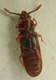 Attēlu rezultāti vaicājumam “Cucujidae”