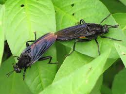 Attēlu rezultāti vaicājumam “Bibionidae”