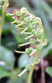 Attēlu rezultāti vaicājumam “Orthilia secunda fruit”