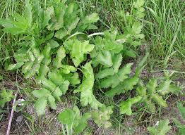 Image result for Pastinaca sativa