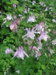 Attēlu rezultāti vaicājumam “Aquilegia vulgaris flower”