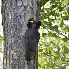 Attēlu rezultāti vaicājumam “Dryocopus martius nest”