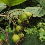Attēlu rezultāti vaicājumam “Crataegus submollis fruit”