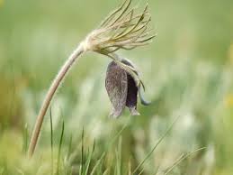 Attēlu rezultāti vaicājumam “Pulsatilla pratensis leaf”