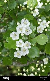 Attēlu rezultāti vaicājumam “Crataegus laevigata flower”