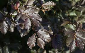 Attēlu rezultāti vaicājumam “Fagus sylvatica fo. purpurea leaf”