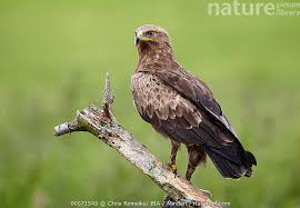 Attēlu rezultāti vaicājumam “Aquila pomarina adult”