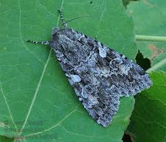 Attēlu rezultāti vaicājumam “Eurois occulta”