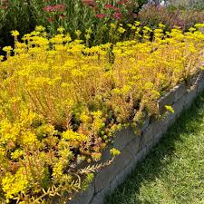 Attēlu rezultāti vaicājumam “Sedum rupestre”