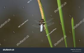 Attēlu rezultāti vaicājumam “Libellula depressa male”