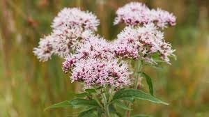 Attēlu rezultāti vaicājumam “Valeriana officinalis”