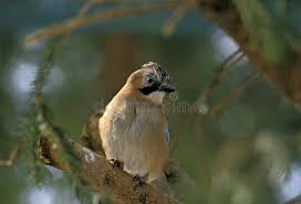 Attēlu rezultāti vaicājumam “Garrulus glandarius adult”