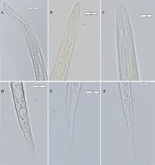 Attēlu rezultāti vaicājumam “Enteridium liceoides young”