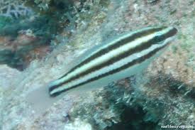 Image result for Scarus taeniopterus