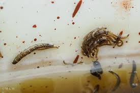 Attēlu rezultāti vaicājumam “Aphelia paleana larva”