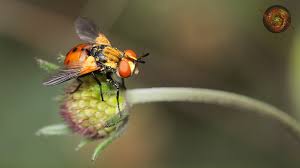 Attēlu rezultāti vaicājumam “Gymnosoma sp.”