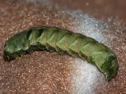 Attēlu rezultāti vaicājumam “Melanchra persicariae larva”