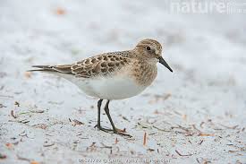 Image result for Calidris bairdii