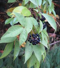 Attēlu rezultāti vaicājumam “Eleutherococcus sessiliflorus”